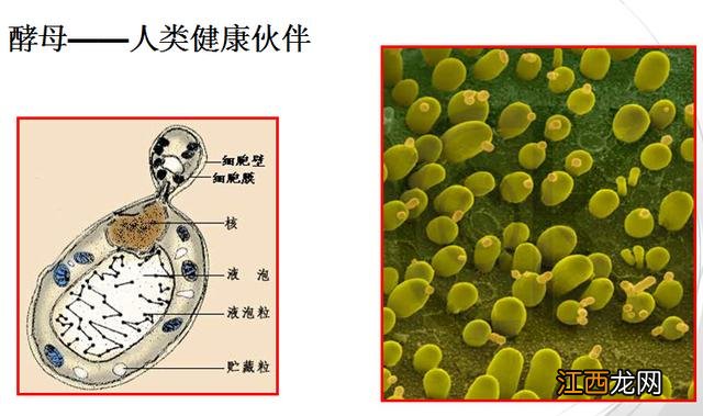 自制蒸面包的面发不起来是啥原因？自制面包发不起来，看完，又长见识了！