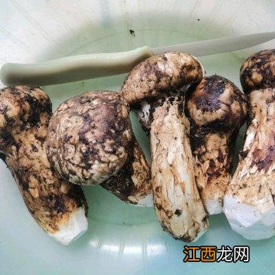 龙骨汤放什么材料好喝？什么材料炖龙骨汤，很赞的一篇文章