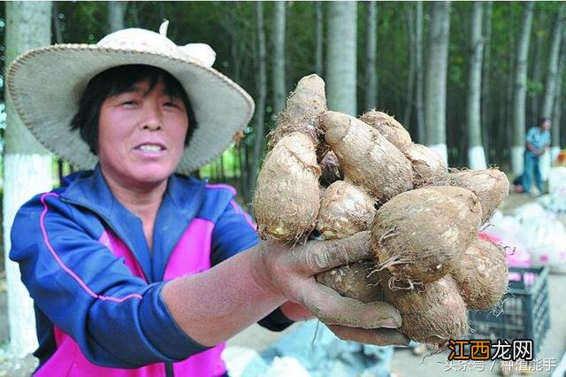 芋头什么味道是坏了？芋头坏了会有味道吗，这几点提醒你