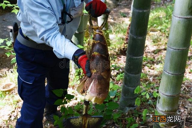 什么时候挖春笋最好？挖春笋的最佳时间表，这个科普有答案了