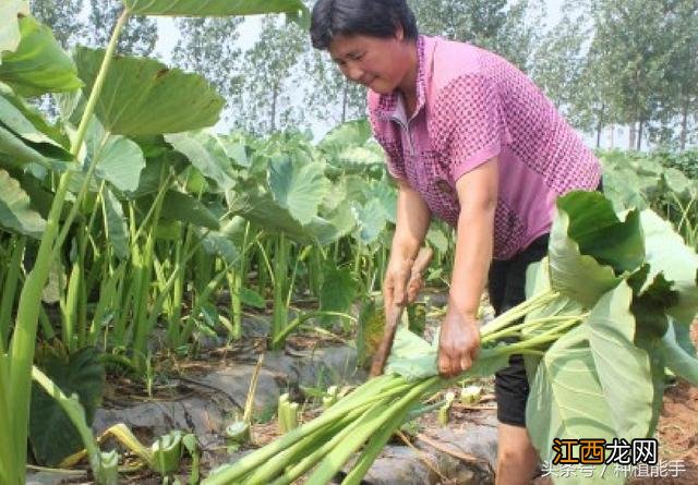 芋头什么味道是坏了？芋头坏了会有味道吗，这几点提醒你