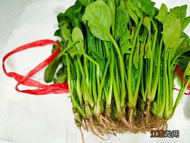 什么东西不能放进冰箱为什么?哪三种东西不能放进冰箱,阅读这篇文章吧