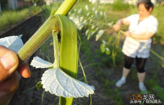 麻是什么农作物?麻表示什么,最强攻略来了