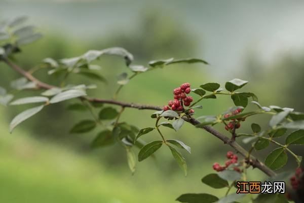 花椒一般用来做什么菜？花椒可以做什么菜，这篇文章用处很大