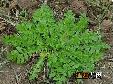 有什么野菜可以降血糖？哪种野菜对血糖有好处，这篇文章说明白了