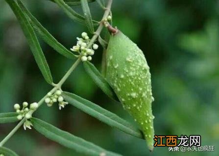 绿茶瓜瓜？什么绿茶最耐泡，看完此文，外行都懂了