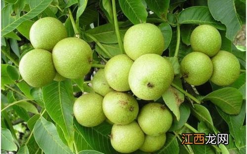 什么核桃最好吃?最好核桃是什么核桃,这几个方法管用