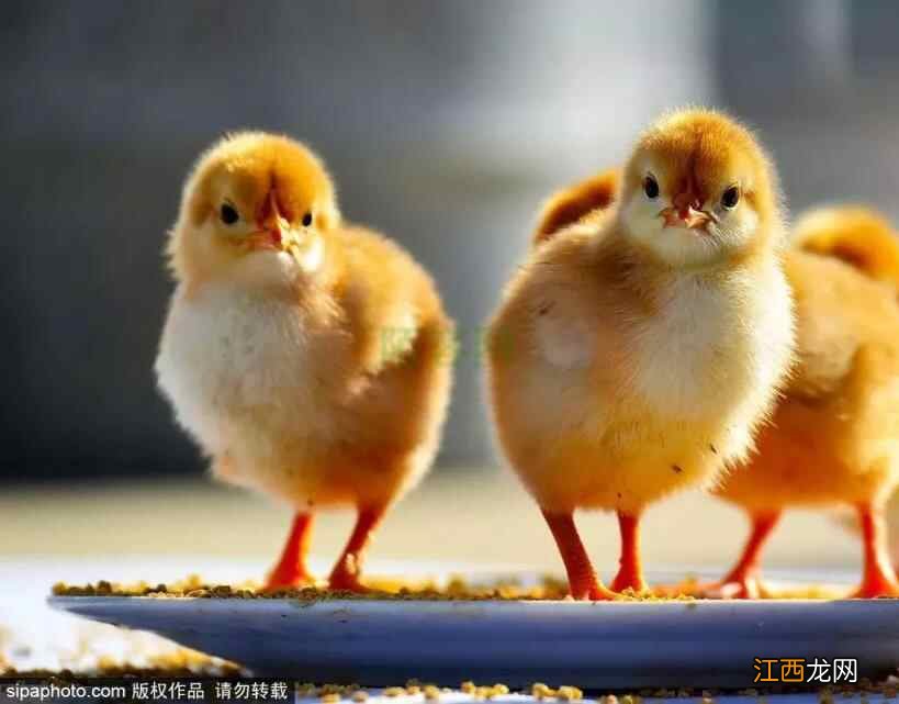 「今日大寒」冬将尽,春即始,注意养生防五寒,健健康康等过年!