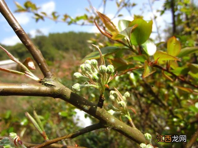 什么花瓣适合食用？可以吃的花瓣，在线看科普文章