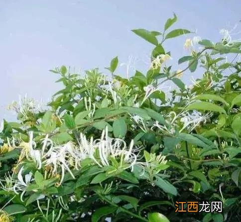 什么花瓣适合食用？可以吃的花瓣，在线看科普文章