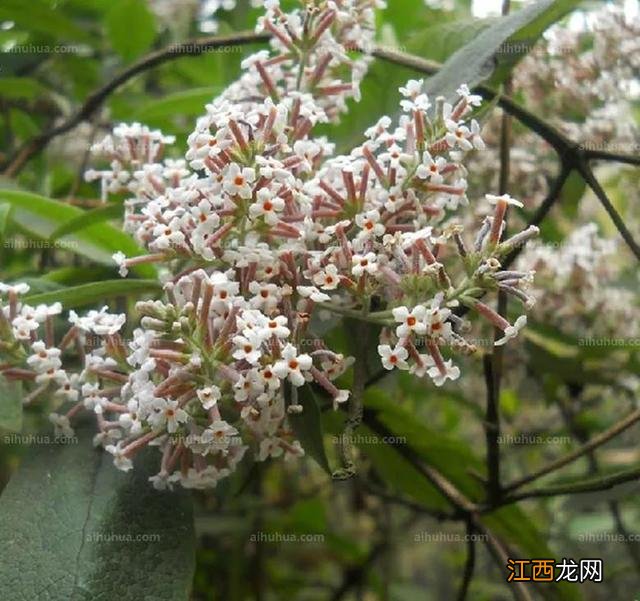 什么花瓣适合食用？可以吃的花瓣，在线看科普文章