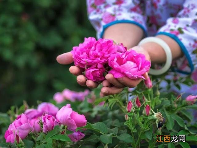 什么花的花瓣可以生吃？5个花瓣是什么花，实用类的好文章