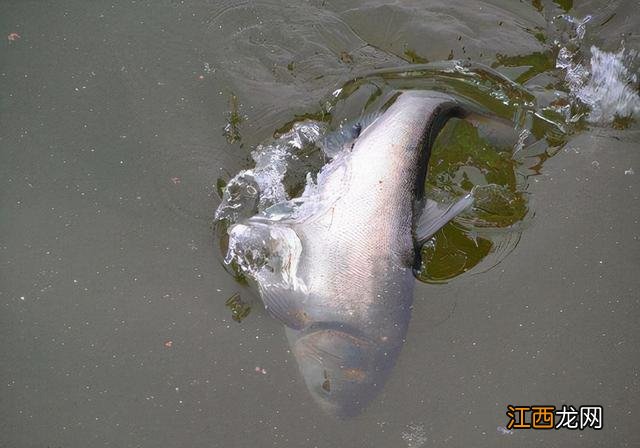 鲤鱼冒的泡是什么样子?鲤鱼什么样,此文写的精彩