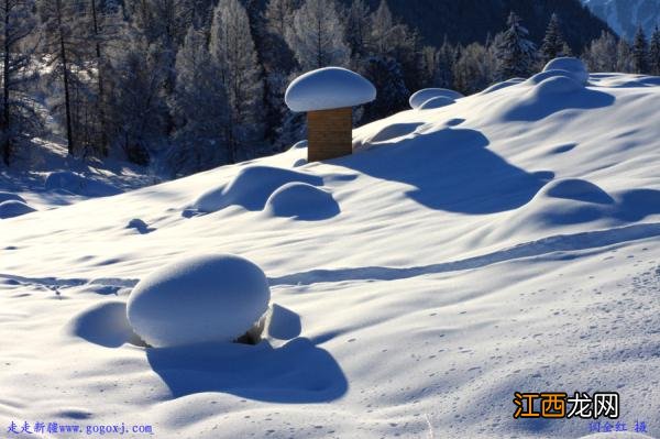 雪菇是什么意思？雪菇长什么样，科普类，知识点多