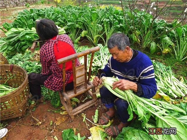 什么是芽菜图片？什么是芽菜，还不赶快收藏起来!