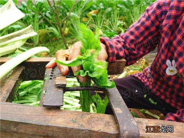 什么是芽菜图片？什么是芽菜，还不赶快收藏起来!