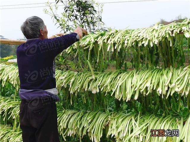 什么是芽菜图片？什么是芽菜，还不赶快收藏起来!