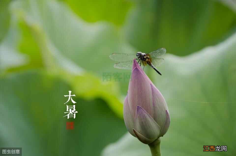 “大暑”节气帮孩子补好脾和肺，让孩子在秋天少生病，健康成长