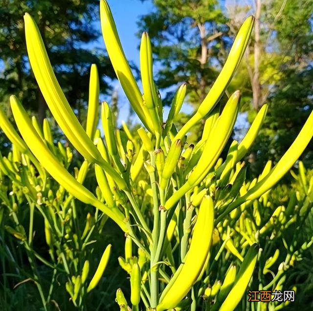 孕妇多吃什么蔬菜好？适合孕妇吃的十大蔬菜，深度好文，来了!