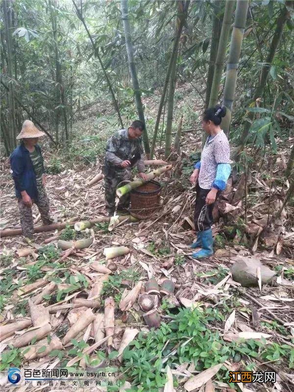 八渡笋的原料是什么？八渡笋有臭味，此文章靠谱实用