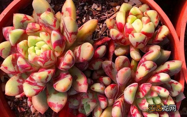 什么是太阳肉？太阳肉的图片，还不错的了，值得点赞了