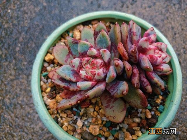 什么是太阳肉？太阳肉的图片，还不错的了，值得点赞了