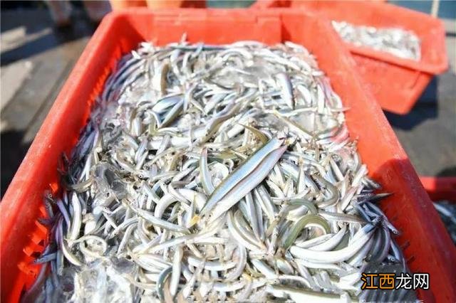 海虹为什么辣?海虹吃了呛嗓子怎么回事,今天把知识分享给大家