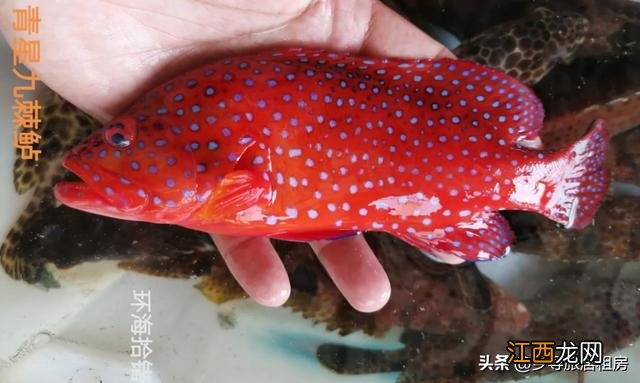 红色的斑鱼是什么鱼？像斑鱼的鱼有哪些，这份美食攻略请收好