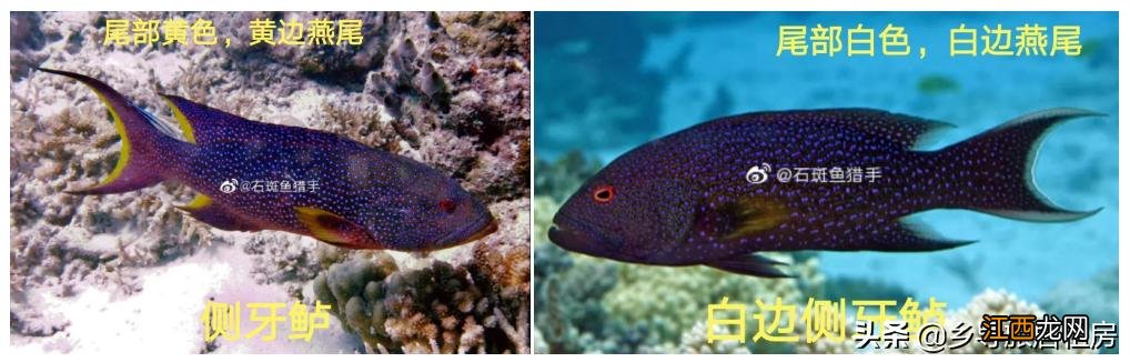 红色的斑鱼是什么鱼？像斑鱼的鱼有哪些，这份美食攻略请收好