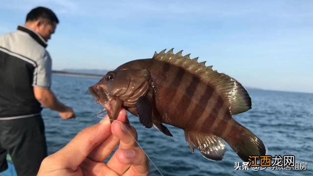 红色的斑鱼是什么鱼？像斑鱼的鱼有哪些，这份美食攻略请收好