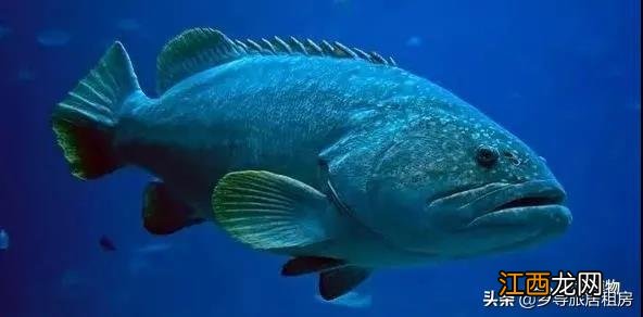 红色的斑鱼是什么鱼？像斑鱼的鱼有哪些，这份美食攻略请收好