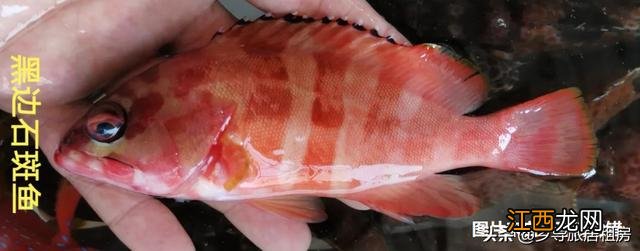 红色的斑鱼是什么鱼？像斑鱼的鱼有哪些，这份美食攻略请收好