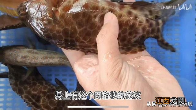 红色的斑鱼是什么鱼？像斑鱼的鱼有哪些，这份美食攻略请收好