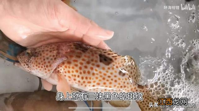 红色的斑鱼是什么鱼？像斑鱼的鱼有哪些，这份美食攻略请收好