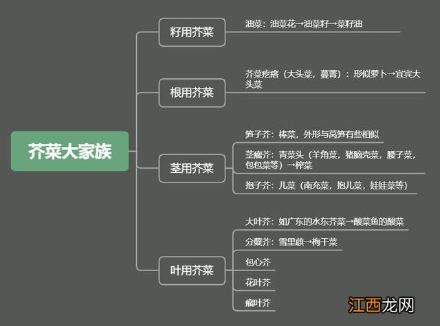 雪里红和芥菜疙瘩有什么区别？芥菜和雪里红怎么区分，文章大大大的赞