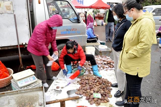 深海虾是什么颜色？深海虾的种类及图片，你还不知道吗？