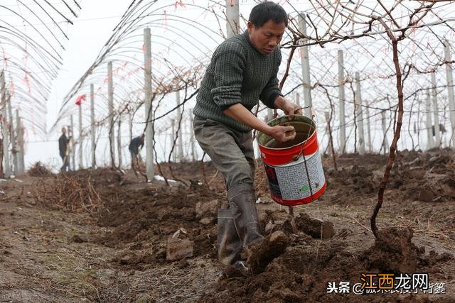 秋天吃什么肥料好？秋天什么最肥，秘诀全部教给你