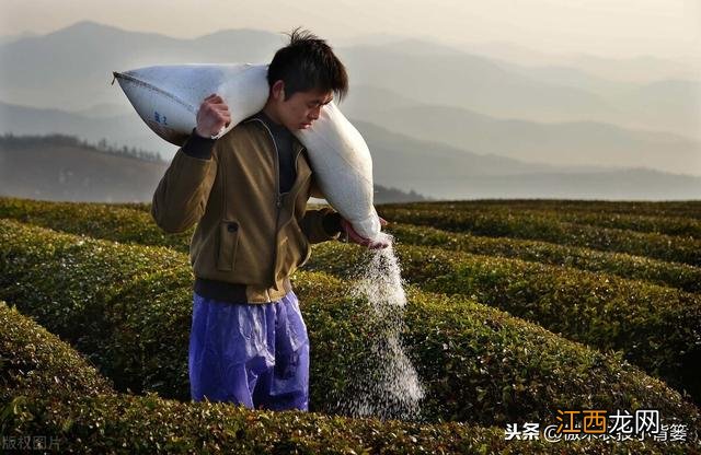 秋天吃什么肥料好？秋天什么最肥，秘诀全部教给你