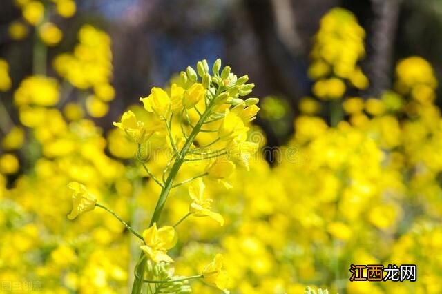 什么菜放香菜好吃？什么菜一般会放香菜，一篇好文章，值得分享