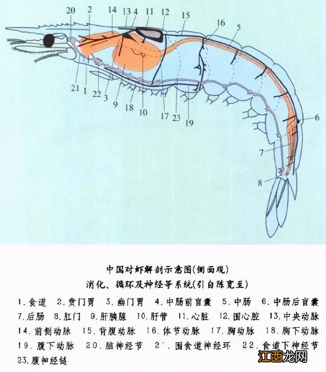 虾黄是什么部位？虾黄是什么样子图片，有深度的科普文章