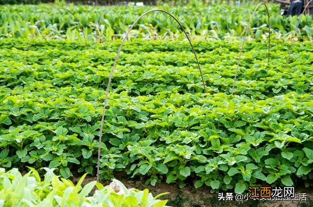 5月种什么蔬菜合适？5月最好种什么菜，当真是好文啊