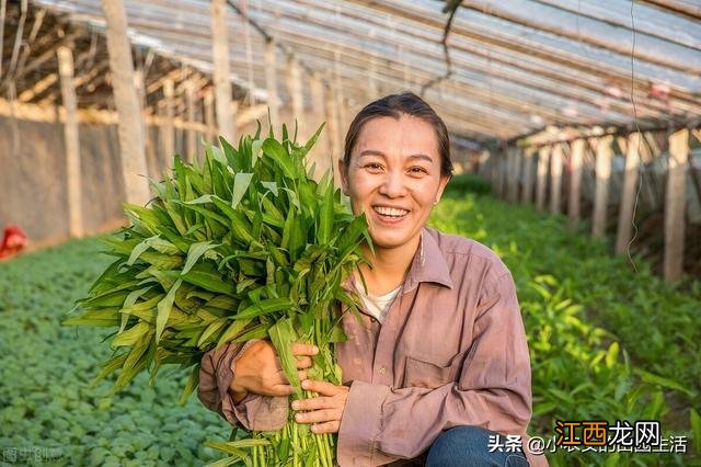 5月种什么蔬菜合适？5月最好种什么菜，当真是好文啊