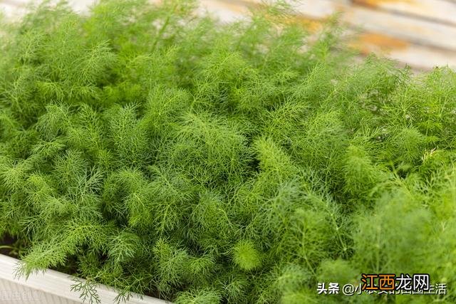 5月种什么蔬菜合适？5月最好种什么菜，当真是好文啊