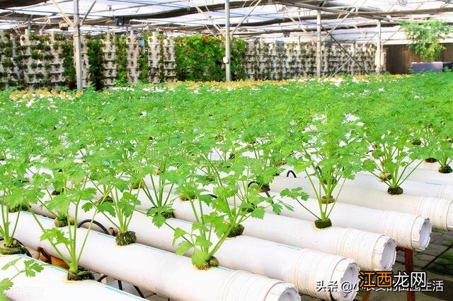 5月种什么蔬菜合适？5月最好种什么菜，当真是好文啊