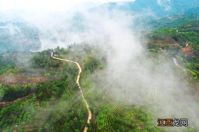 茶叶能种什么菜？茶叶美食100种，看完自然会了解