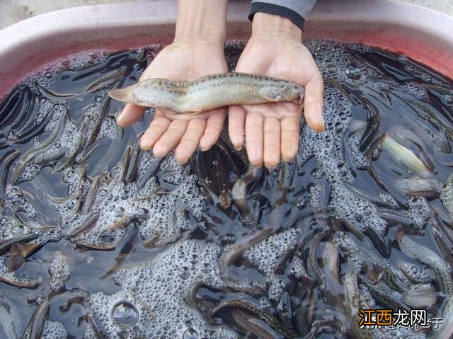 秋天鱼吃什么味道的料？秋天吃什么鱼，完整的看完之后，明白了