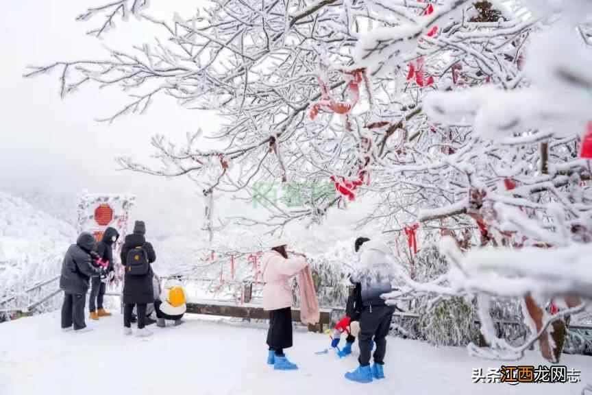 金佛山“萌虎”闹新春，滑雪泡温泉好热闹