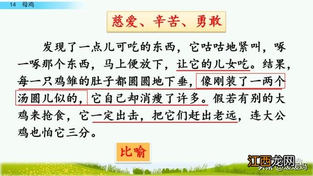 母鸡啥意思呢？母鸡什么意思网络用语，超有用！但很多人却不知道