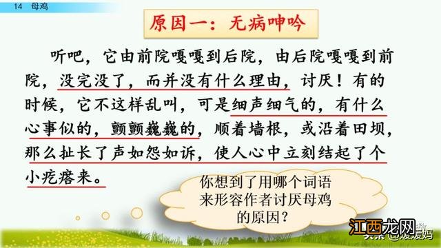 母鸡啥意思呢？母鸡什么意思网络用语，超有用！但很多人却不知道