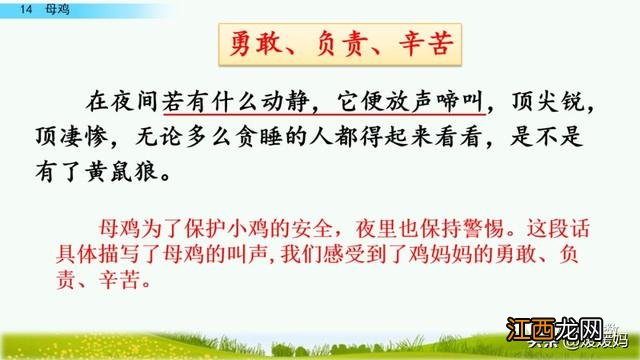 母鸡啥意思呢？母鸡什么意思网络用语，超有用！但很多人却不知道